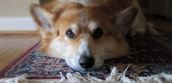 Welcome to Foam Frenzy!