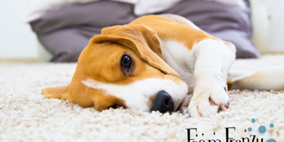 Southern Ontario Carpet Cleaning Services