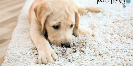 Carpet Cleaning Services Near Me