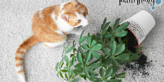 Home Carpet Cleaning Services