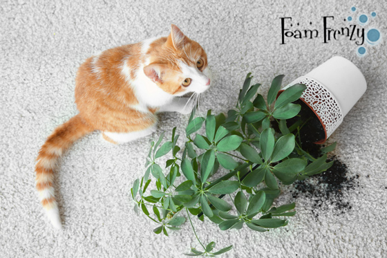 Home Carpet Cleaning Services