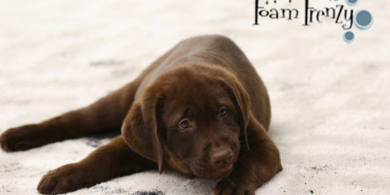 Windsor Carpet Cleaners That You Can Count On!