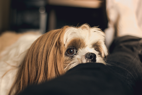 dog hair on couch